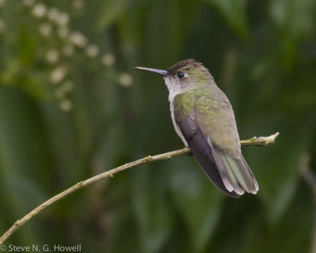  Including the understated Olive-spotted Hummingbird,