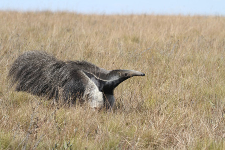 This may be the best tour in the world to see Giant Anteater...