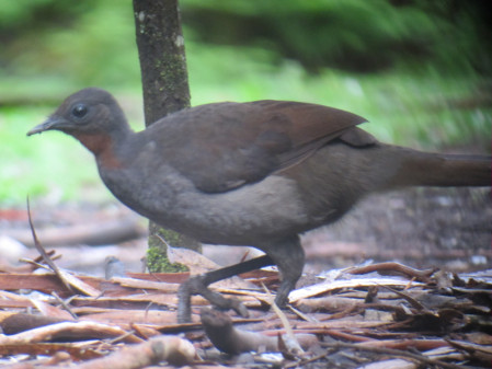 ...Superb Lyrebirds stalking the picnic areas in the early morning.