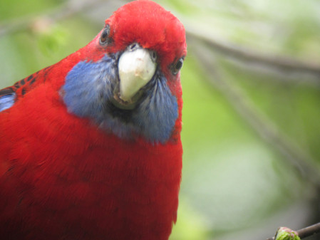 Parrots like Crimson Rosella and...