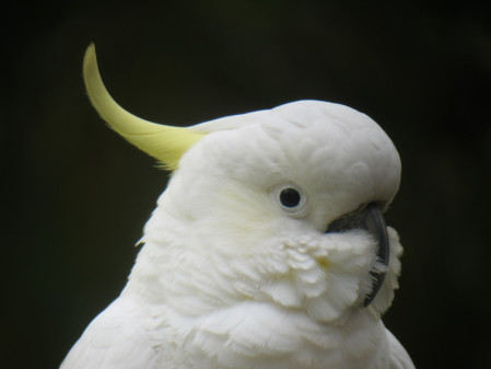 ...Sulphur-crested Cockatoo can be remarkably tame here.