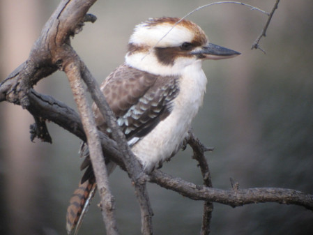 We&rsquo;ll start our tour around the cosmopolitan city of Melbourne, where Laughing Kookaburras...