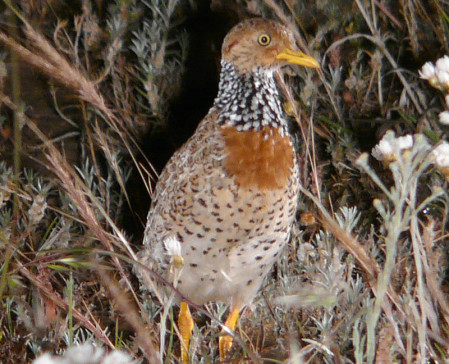 ...and the unique Plains-Wanderer by night.