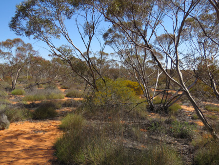 We&rsquo;ll then visit some of the large mallee and desert parks in NW Victoria...
