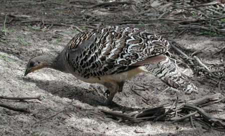...perhaps finding Malleefowl along the way...