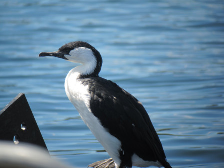 Black-faced Cormorants are often at the docks to greet us...