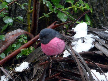 ...and the extraordinary male Pink Robins...