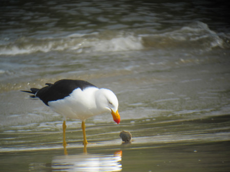 ...and shockingly large-billed Pacific Gulls are in their own way equally impressive.