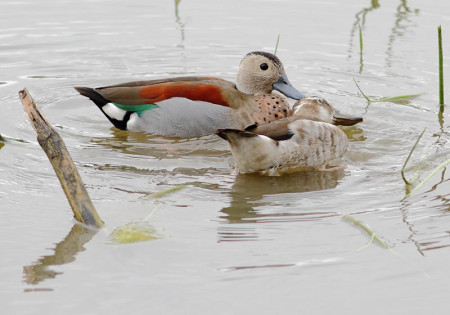...waterfowl such as Ringed Teal preen each other....