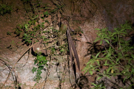 A night excursion could yield the phenomenal Lyre-tailed Nightjar.