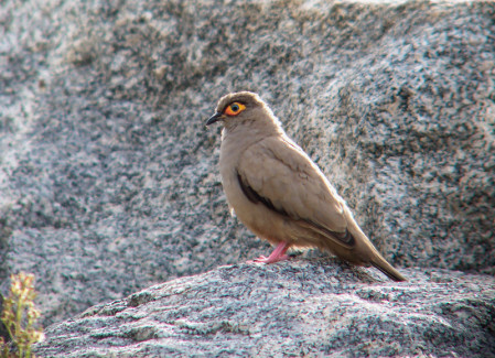 &hellip;and the stunning endemic Bare-eyed Ground Dove. 