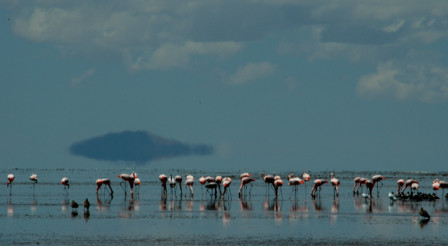 &hellip;where 3 species of flamingo can be seen. 