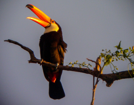 Our hotel grounds here has good habitat and even hold prizes like Toco Toucan.