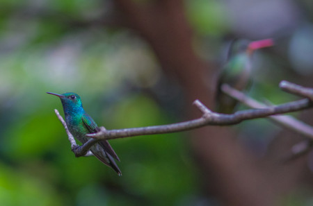 In town Versicolored Emeralds perch alongside Gilded Hummingbirds&hellip;