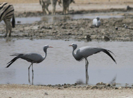 Birds are attracted to the water as well - here a pair of elegant Blue Cranes...