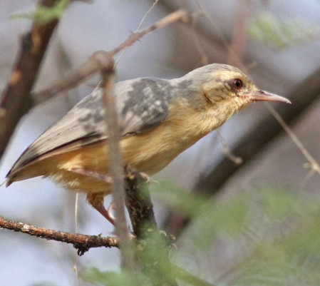 ...the aptly named Long-billed Crombec...