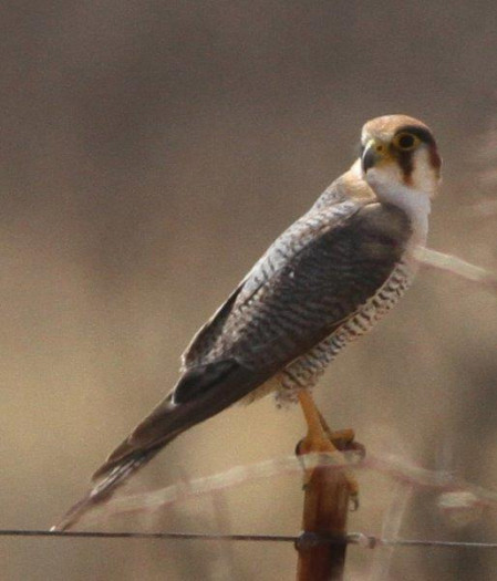...while a Red-necked Falcon keeps an eye open for its next meal.