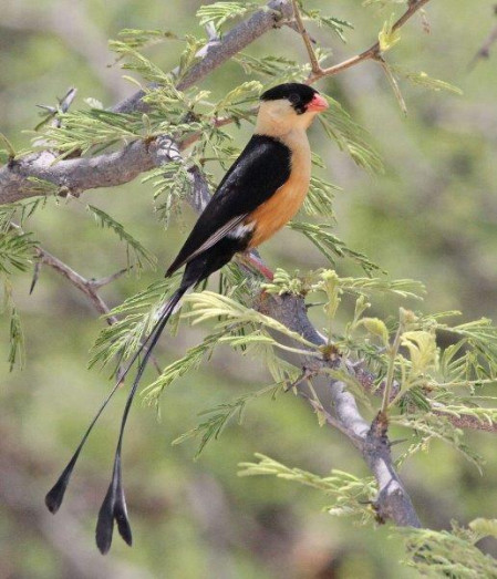 ...where we may encounter a splendid male Shaft-tailed Whydah...