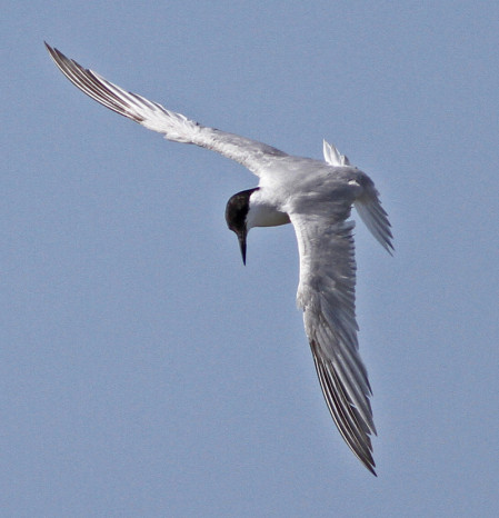 In an area teeming with birds we'll seek out local specialities such as Damara Tern...