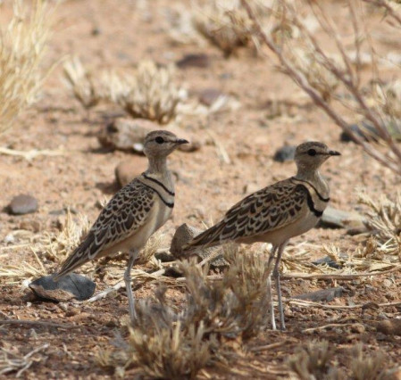 Out on the plains we may find Double-banded Coursers seeking shade...