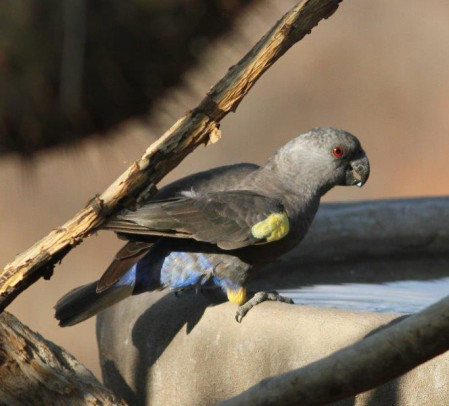 The various lodges attract birds as well, such as this Ruppell's Parrot dropping in to drink...