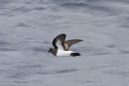 We start in the rich Humboldt Current, home to many storm-petrels, including White-bellied...