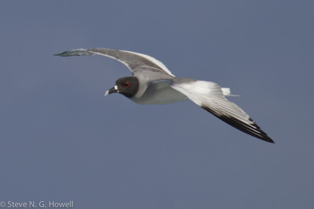 the beautiful Swallow-tailed Gull,