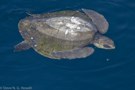 Sea Turtles can be numerous, here a Pacific Ridley...