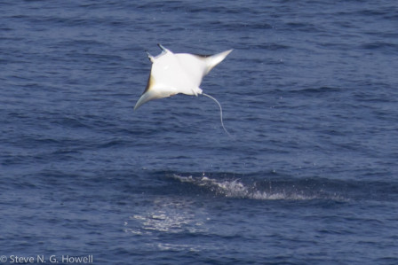 While cff the coast of Central America, leaping devil rays may distract us at times...