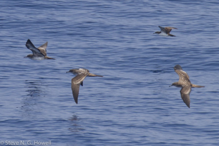 ... but we should still find flocks of Wedge-tailed and Galapagos Shearwaters.