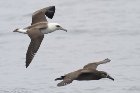 Off Mexico&rsquo;s Baja California peninsula we may see Laysan and Black-footed Albatrosses, a sure sign that we&rsquo;re back in the Northern Hemisphere and approaching (Alta) California...