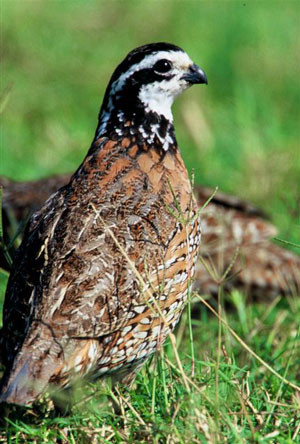 ...or small coveys of charming Northern Bobwhite. (lb)