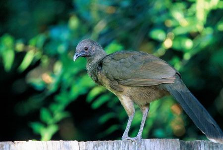...the odd and very vocal Plain Chachalaca, the only member of its family found in the US... (lb)