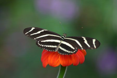 The butterfly and dragonfly diversity in the valley is astounding and we may run into such living gems as this Zebra Longwing...