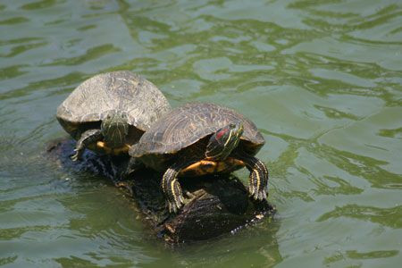 Reptiles are well represented, and though we would be lucky to encounter snakes, turtles such as these Red-eared Sliders...