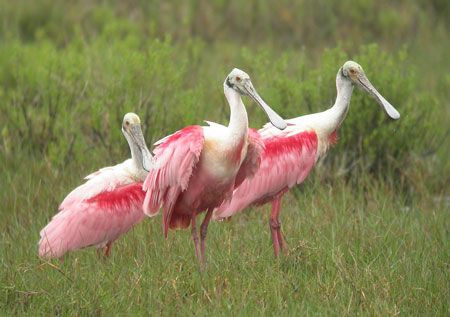 Our trip to South Texas will include visits to varied habitats. On the coast we'll encounter birds such as Roseate Spoonbills... (mo)