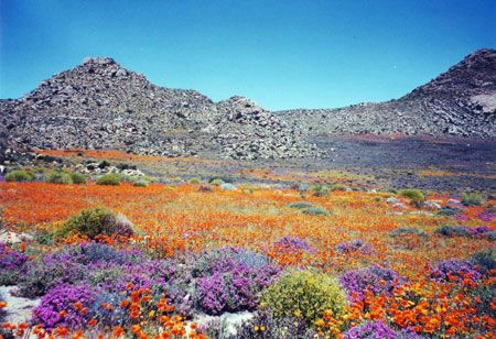 Heading towards the atlantic coast we enter Namaqualand where, if the austral winter rains have been good, we may be treated to some amazing displays of wildflowers.

