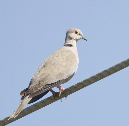 the distinctive local race of Collared Dove (a potential split),