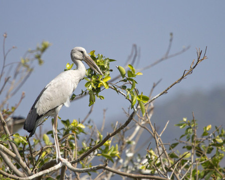 and Asian Openbill.