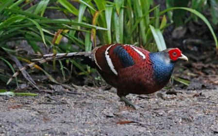 In the magnificent forests at Baihualing we&rsquo;ll search for a variety of birds including Mrs Hume's Pheasant &ndash; here a male...