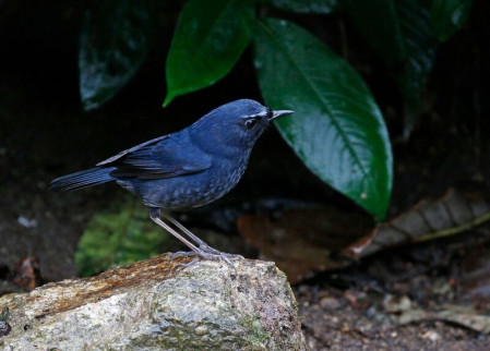 Other skulkers include White-browed Shortwing,...
