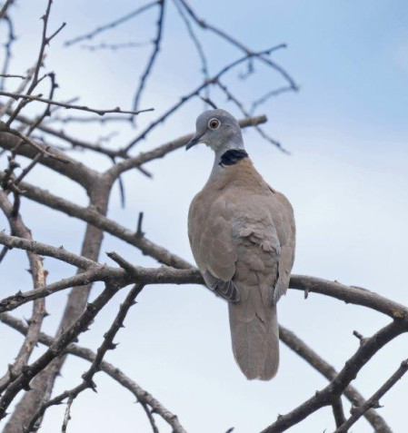 such as African White-winged Dove.