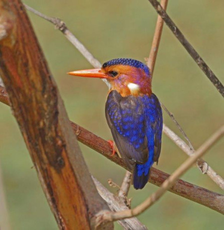 African Pygmy Kingfisher, 
