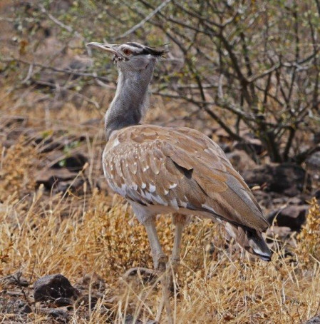 and the wonderful Arabian Bustard - the Awash region is probably the best place in the world to see this rare species. 
