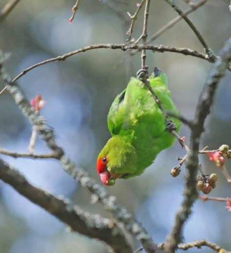 and the endemic Black-winged Lovebird.