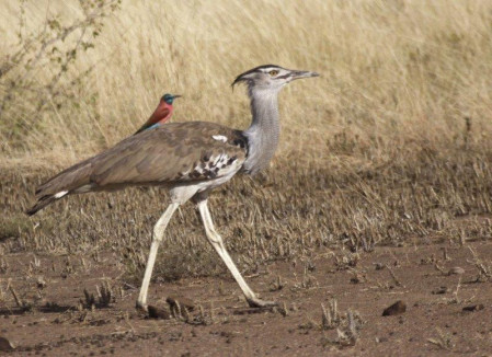 and is also an excellent place to see Kori Bustard, which with luck will be carrying a passenger!
