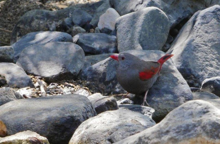 And we find ourselves on the egde of ranges of several more westerly birds, such as the elusive Red-billed Pytilia...