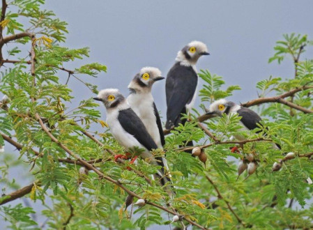 Leaving Negelle we travel to Yabello, another journey that has plenty to stop for, such as these White-crowned Helmet Shrikes,..