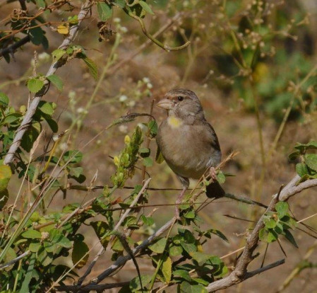 Descending a little way into the Rift Valley we encounter Yellow-throated Seedeater, another range-restricted endemic.