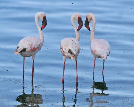 We'll spend our first day in Mt. Meru National Park, where the crater lakes hold large numbers of waterbirds including Lesser Flamingos...